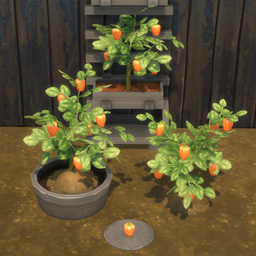 Orange Bell Pepper Harvestable & Plant
