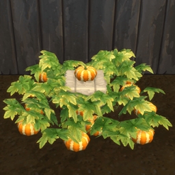 Orange Heirloom Pumpkin Harvestable & Plant