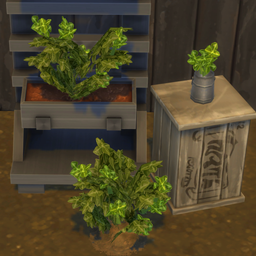 Oregano Harvestable & Plant