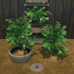 Purple Tomato Harvestable & Plant