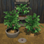 Purple Tomato Harvestable & Plant logo