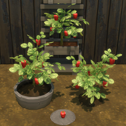 Red Bell Pepper Harvestable & Plant
