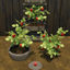 Red Bell Pepper Harvestable & Plant logo