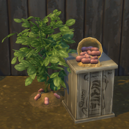 Red Potato Harvestable & Plant