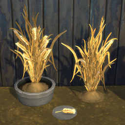 Wheat Harvestable & Plant