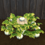 White Heirloom Pumpkin Harvestable & Plant logo