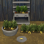 Yellow Carrot Harvestable & Plant logo