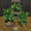 Yellow Tomato Harvestable & Plant logo