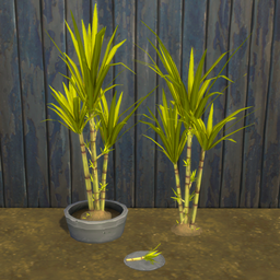 Sugar Cane Harvestable & Plant
