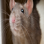rats smp logo