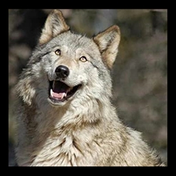 Radiant Ram presents Wolfpack project image