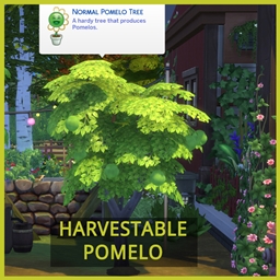 Harvestable Pomelo