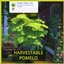 Harvestable Pomelo logo
