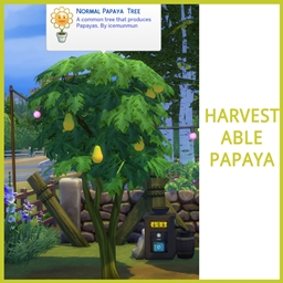 Harvestable Papaya