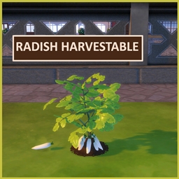 Harvestable Daikon/Radish