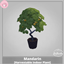 Mandarin [Harvestable Indoor Plant] logo