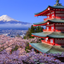Blossom Empire logo