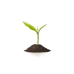 Sprout Smp