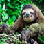 Sloths Techventure Pack logo