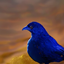 FPS go big logo