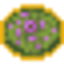 Yummy Moss! logo