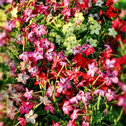 Azalea Garden SMP