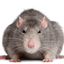 Pest Gaming SMP logo