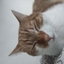 Gaston cat craft [DISCONTINUED] logo