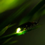 Derex's Fireflies logo