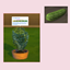 Cucumber (Harvestable) logo