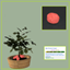 Red Potato (Harvestable) logo
