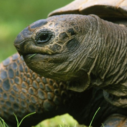 Turtle Emperium logo