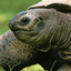 Turtle Emperium logo