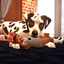 (ParisSimmer) - Dogs & Babies logo