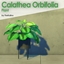 Calathea Orbifolia logo