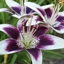 Lilies of the Valley logo