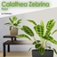 Calathea Zebrina logo