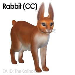 Rabbit (Cat)