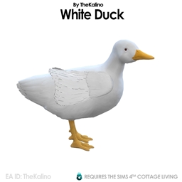 White Duck for the Chicken Coop