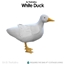White Duck for the Chicken Coop logo
