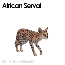 African Serval Cat