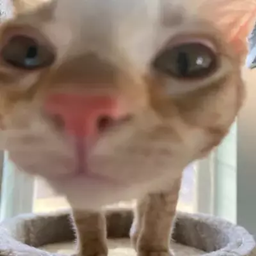 SussyGamers Community