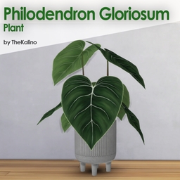 Philodendron Gloriosum