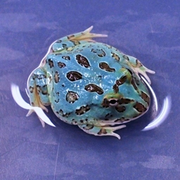 My Big Froggo logo