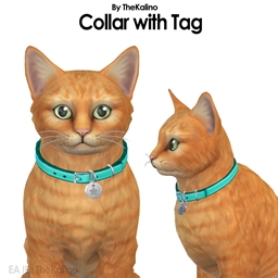 Collar with Tag