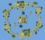 Atoll of Tamaa logo