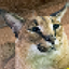 Catmint logo