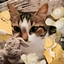 Catz mod logo