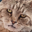 Secret Cats logo
