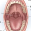 OralPack logo